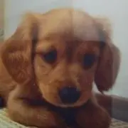 バディの画像