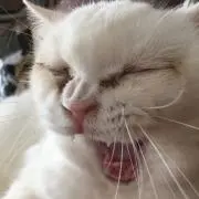 てらおかの画像