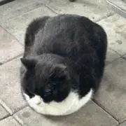 もももの画像