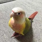 こまるの画像