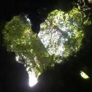 ばなの画像