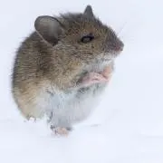 トマチーの画像