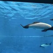 Cの画像
