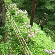 Ao