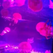 ゆずの画像