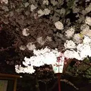 まゆうの画像