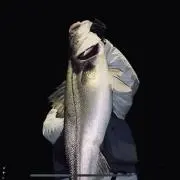 パンちゃんの画像
