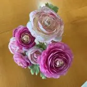 くーちゃんの画像