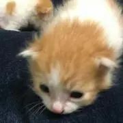 とらじ