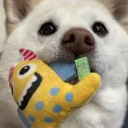 たかたかの画像