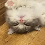 かなの画像