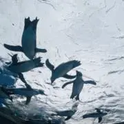 りんの画像