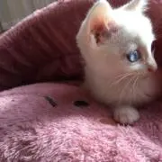 mili