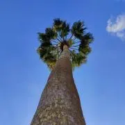 タタッケ