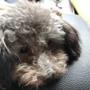 machacoの画像