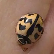 kamoriの画像