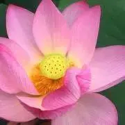 蓮花　プロフ必読の画像
