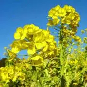 nanohana.mamaの画像