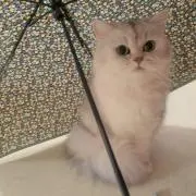 Mai.nの画像