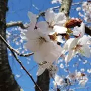 あっぴー369おまとめ購入歓迎！の画像
