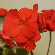 リーフの画像