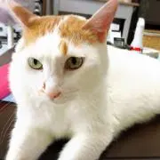 たま