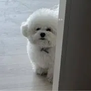 きい