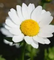真珠の画像