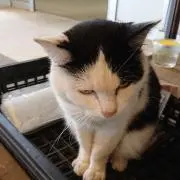 みかん@の画像