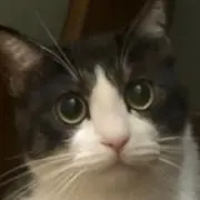あんまんの画像