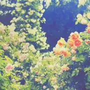 leafearerの画像