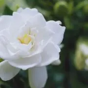 たかの画像