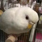 ちよ