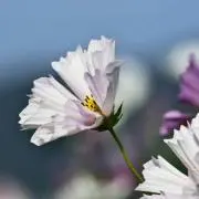 みよちんの画像