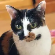 みけの画像