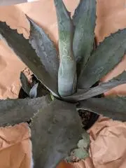 ココアの画像