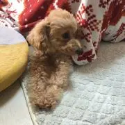 chrositeの画像