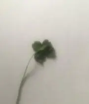 ୨୧の画像