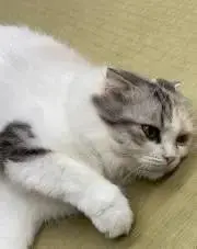 アヤトリの画像