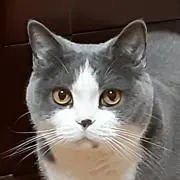 ボブリン９号の画像