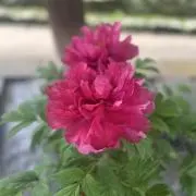 あずきの画像