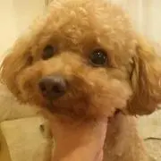 あんちゃんの画像