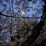 あめ　プロフご確認くださいの画像