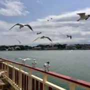 Marimaの画像