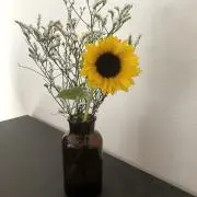 みろんの画像
