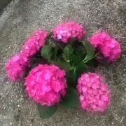 mpvjun12の画像