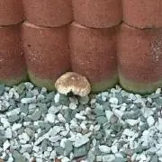 ☆ぶぶこ☆の画像