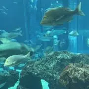 とーまの画像