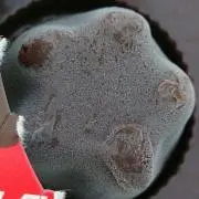 pino