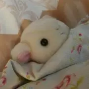 まこるるの画像